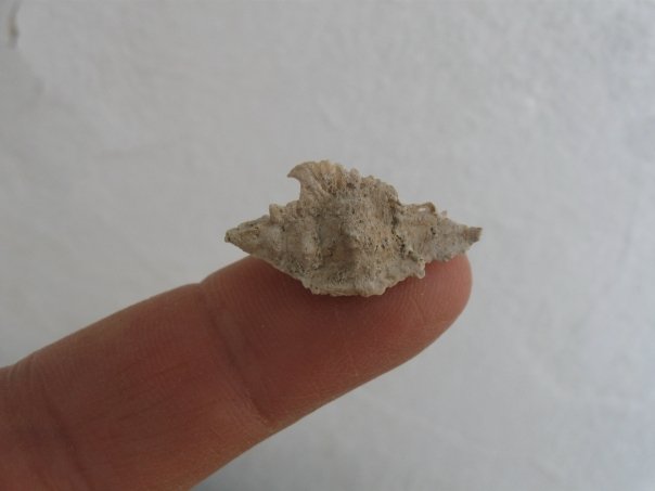 Purpurellus veranyi (Paulucci, 1866) - Pliocene